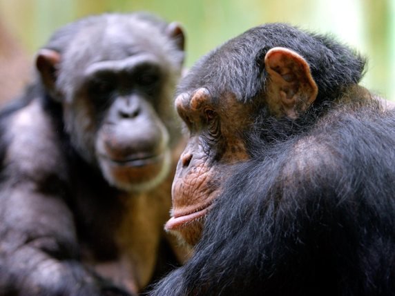 Les chimpanzés disposent d'une quinzaine de cris différents pour communiquer entre eux (archives). © KEYSTONE/EDDY RISCH