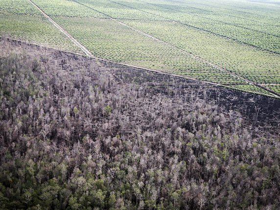 Le produit à base d'huiles végétales locales doit permettre de protéger les forêts tropicales contre la déforestation et leur remplacement par des plantations intensives de palmiers (photo symbolique). © KEYSTONE/EPA/BAGUS INDAHONO