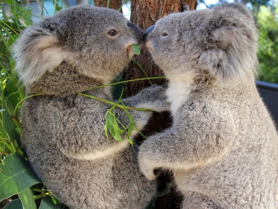 A l'arrivée des premiers colons britanniques en 1788, les koalas étaient plus de 10 millions. La Fondation australienne du koala estime qu'il n'en reste aujourd'hui plus que 43'000 à l'état sauvage (archives). © Keystone/EPA AAP/TARONGA CONSERVATION SOCIETY/TARONGA CONSERVATION SOCIETY AUSTRALIA