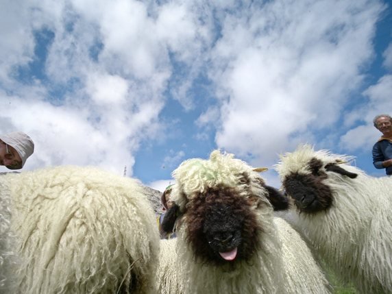 Les moutons attaqués étaient de la race nez noir (archives). © KEYSTONE/OLIVIER MAIRE