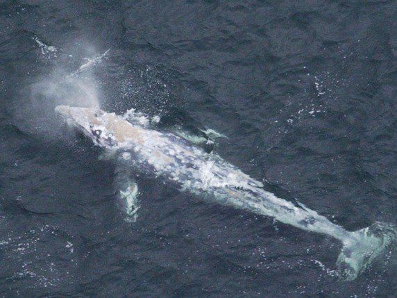 Des baleines grises parcouraient la mer Méditerranée, il y a 2000 ans (archives). © KEYSTONE/AP KYODO NEWS/KAZUHIKO YAMASHITA
