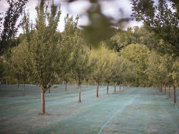 Les producteurs de bérudge aimeraient suivre l'exemple de la damassine (pruniers de Damas sur la photo)  (archives). © KEYSTONE/STEFAN MEYER