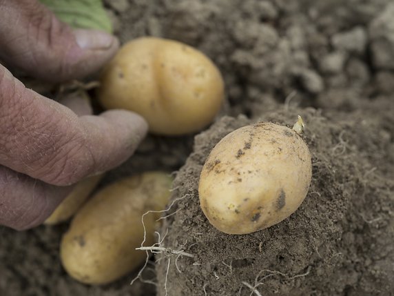 Les pommes de terre formeraient une des bases de l'alimentation des Suisses, selon ce scénario de crise. © Agroscope