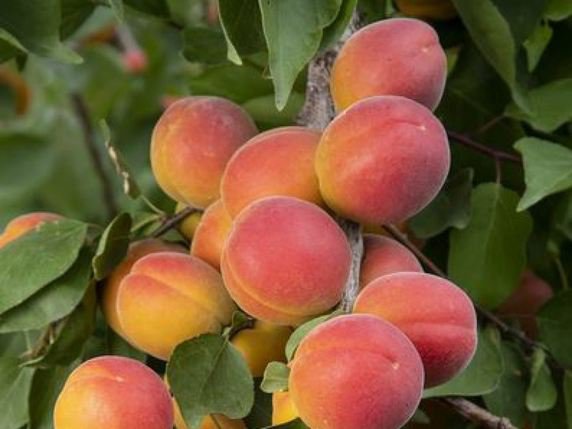 La sélection de la nouvelle variété d'abricots (ici Lisa) a duré quinze ans. © Agroscope