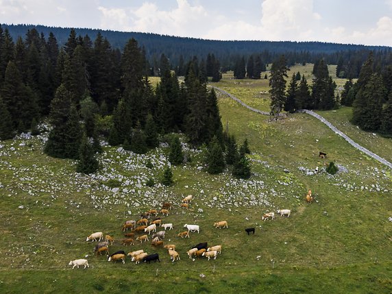 Des vaches broutent de l'herbe dans le pâturage d'un alpage près du Col du Marchairuz dans le Jura vaudois. © KEYSTONE/JEAN-CHRISTOPHE BOTT