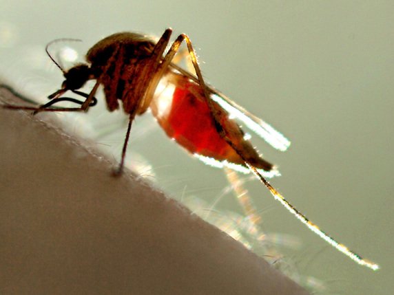 Des moustiques sont responsables de la fièvre du Nil occidental, qui touche actuellement la Grèce: trois personnes en sont déjà décédées. © KEYSTONE/AP GREAT FALLS TRIBUNE/ROBIN LOZNAK