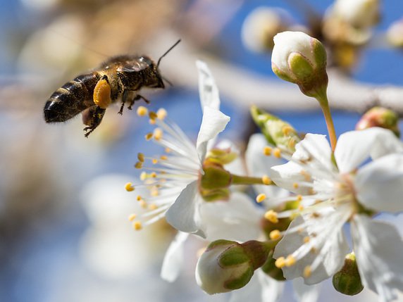 Trois cantons, Vaud, Jura et Jura bernois, ont entamé cette année un projet  pour améliorer les conditions des abeilles (archives). © KEYSTONE/ARNO BALZARINI