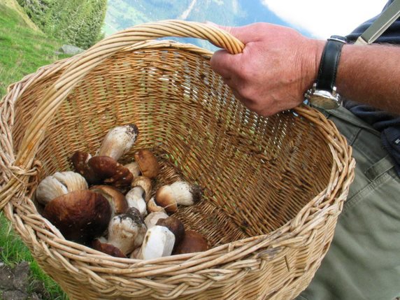 Au grand désarroi des amateurs de cueillette de champignons, leurs paniers restent maigrichons à cause de la sécheresse (archives). © KEYSTONE/ARNO BALZARINI