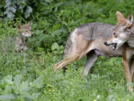 La Suisse veut abaisser le niveau de protection des loups (archives). © KEYSTONE/AP/GERRY BROOME