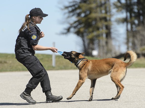 Un chien de l'unité canine de la police cantonale neuchâteloise a sauvé une jeune femme perdue en forêt (photo symbolique). © KEYSTONE/JEAN-CHRISTOPHE BOTT