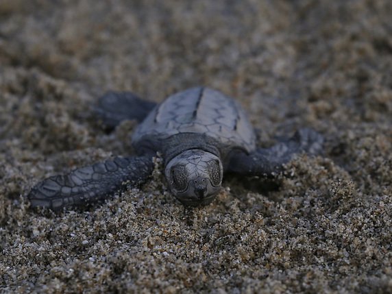 Le Mexique interdit depuis 1990 la capture des tortues marines mais un commerce illégal de leurs oeufs perdure (image symbolique). © KEYSTONE/AP/MARCO UGARTE