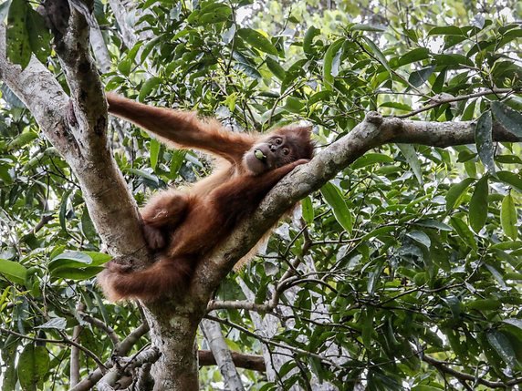 L'huile de palme est décriée en raison de son impact sur la déforestation et la biodiversité, privant par exemple de leur habitat naturel les orangs-outans (archives). © KEYSTONE/EPA/HOTLI SIMANJUNTAK