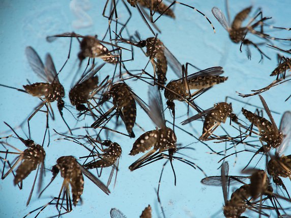 Le virus Zika est transmis principalement par la piqûre du moustique Aedes aegypti, mais aussi par voie sexuelle (archives). © KEYSTONE/AP/FELIPE DANA