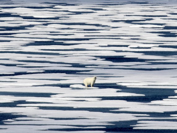 Trois chasseurs étaient portés disparus depuis dimanche dans l'Arctique canadien. Les secouristes les ont finalement localisés mardi. L'un d'entre eux a succombé à l'attaque d'un ours polaire (image symbolique). © KEYSTONE/AP/DAVID GOLDMAN