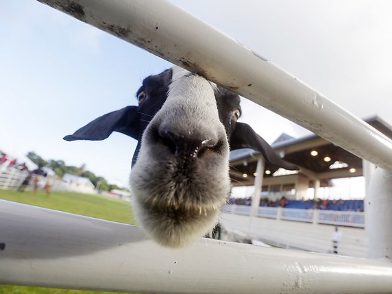 En moyenne, les chèvres ont passé 50% de temps de plus à regarder et interagir avec l'image du visage joyeux (1,4 seconde) qu'avec l'image de la face colérique (0,9 seconde) (image symbolique). © KEYSTONE/EPA/ANDREA DE SILVA