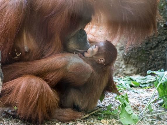 La femelle Maia va s'occuper de sa petite Padma au cours des sept ans à venir. © Keystone/Zoo Basel (Torben Weber)