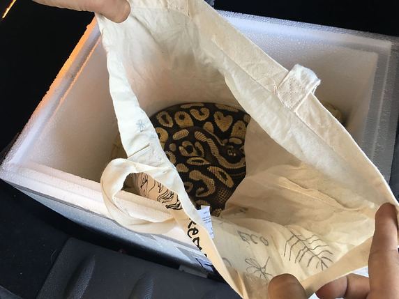 Le jeune homme de 21 ans voulait introduire les deux pythons royaux en Suisse, sans avoir les autorisations nécessaires. © Administration fédérale des douanes