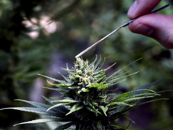 Les études scientifiques permettent de rendre les discussions sur le cannabis plus objectives et de faire émerger une solution fondée sur les faits, ont encore avancé les motionnaires (image symbolique). © KEYSTONE/AP/DON RYAN