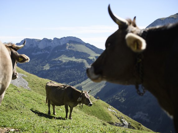 Le parlement de l'Union suisse des paysans laisse la liberté de vote sur l'initiative pour les vaches à corne, soumise en votation populaire le 25 novembre prochain. © KEYSTONE/GIAN EHRENZELLER