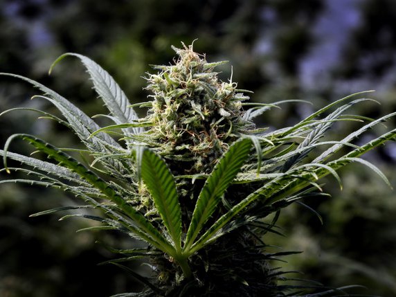 Les investisseurs s'intéressent de plus en plus au cannabis (archives). © KEYSTONE/AP/DON RYAN