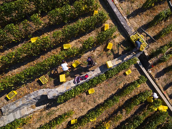 Les vignerons vaudois, ici à Puidoux, attendent une excellente qualité cette année. © KEYSTONE/VALENTIN FLAURAUD
