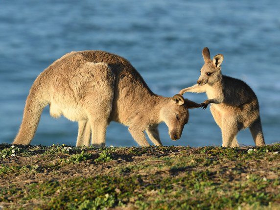 L'émeu et le kangourou sont deux des principaux animaux figurant sur les armoiries de l'Australie (archives). © KEYSTONE/EPA AAP/DAVE HUNT