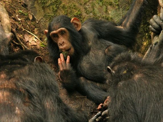 Chimpanzé utilisant une éponge de mousse. © UniNE/Dr Hobaiter