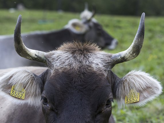 Certaines vaches arborent fièrement leurs cornes, signe de reconnaissance sociale dans le troupeau (Archives). © Keystone