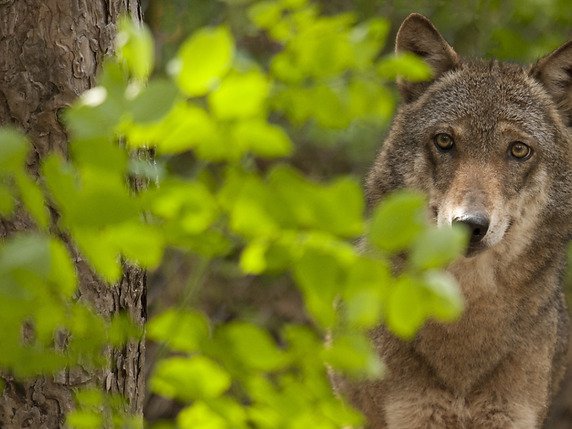 Le tir d'un loup isolé dans le Val d'Anniviers est contesté par l'Office fédéral de l'environnement (OFEV) mais aussi par le WWF et Pro Natura (photo d'illustration). © KEYSTONE/PHOTPRESS/WWF/GIANCARLO MANCORI