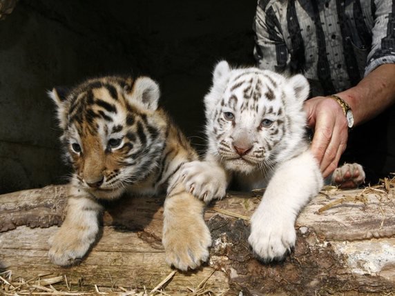 Leur couleur blanche est une variation génétique de la fourrure habituelle du tigre du Bengale, une mutation se produit rarement dans la nature (archives). © KEYSTONE/ROGER MEIER