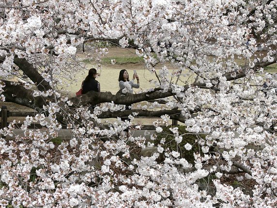 Phénomène rare, des cerisiers ont fleuri en automne au Japon (archives). © KEYSTONE/AP/KOJI SASAHARA