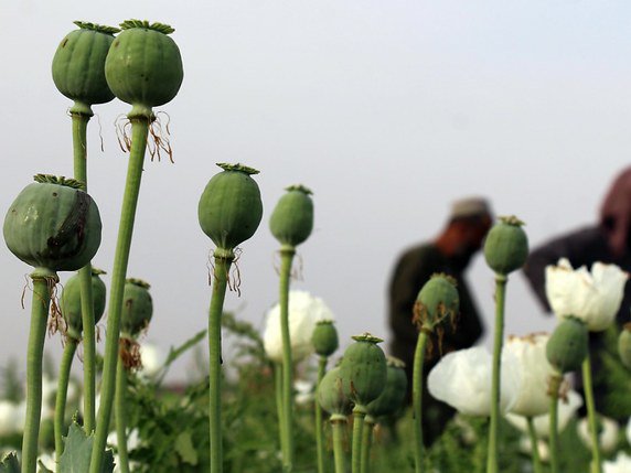 Au cours de la dernière décennie, la culture du pavot à opium a bondi de 130%, et la production mondiale de cocaïne a augmenté de 44% (archives). © KEYSTONE/EPA/MUHAMMAD SADIQ