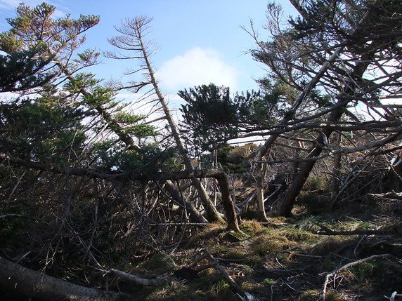 Sapins de Corée (Abies koreana) détruits par le typhon du 8 octobre 2012 dans le parc national de Hallasan, en Corée du Sud. © WSL/Jan Altman