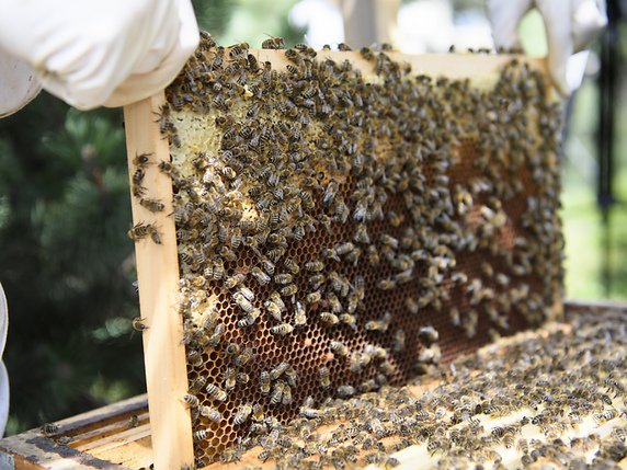 Souvent, lorsque l'apiculteur se rend compte que ses abeilles ont été en contact avec un pesticide, il est trop tard pour sauver la colonie (archives). © KEYSTONE/LAURENT GILLIERON