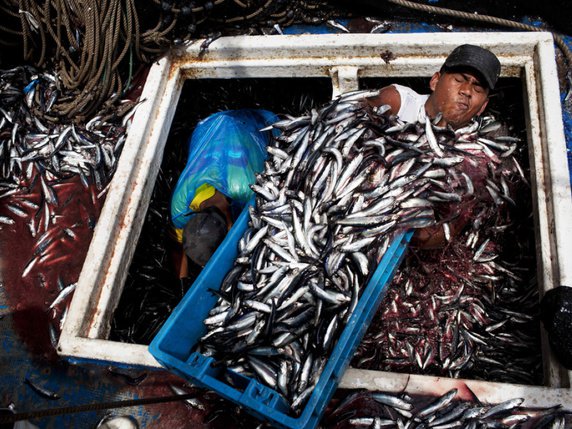 La surpêche est l'un des facteurs qui explique la disparition de nombreuses espèces animales, selon le WWF (image d'illustration). © Keystone/AP/Rodrigo Abd