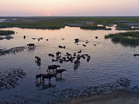 Plus de 400 buffles sont morts noyés dans la rivière Chobe, dans le nord du Botswana sur la frontière avec la Namibie (photo ptétexte). © KEYSTONE/AP/NABIL AL-JURANI