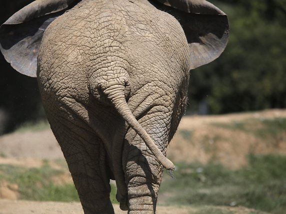 Il n'y a plus qu'un éléphant au zoo de Johannesburg (archives). © KEYSTONE/EPA/KIM LUDBROOK