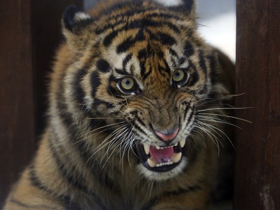 Les tigres de Sumatra sont une espèce en danger critique selon l'Union internationale pour la conservation de la nature. Ils sont aujourd'hui moins de 400 à vivre à l'état sauvage (archives). © Keystone/AP/Tatan Syuflana