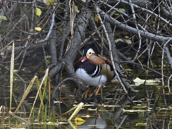 Le canard mandarin de Central Park est originaire d'Asie (archives). © KEYSTONE/AP New York City Department of Park/MALCOLM PINCKNEY