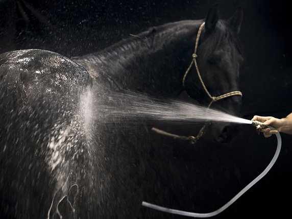 On peaufine les derniers détails à Palexpo: les chevaux doivent briller au sens propre comme au figuré © Keystone/LAURENT GILLIERON