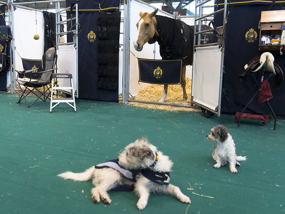 Le temple du cheval est aussi un fantastique terrain de jeu pour de très nombreux autres petites bêtes à poils © Keystone/LAURENT GILLIERON