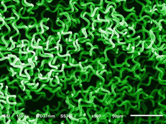 La spiruline, une micro-algue, sera cultivée dans le système de régénération d’air de Ruag. © Agence spatiale européenne