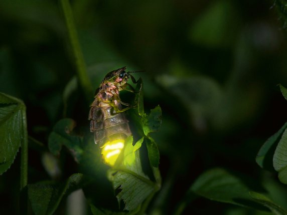 Les signaux lumineux des femelles servent à attirer les mâles. © Keystone/Stephane Vitzthum/Biosphoto
