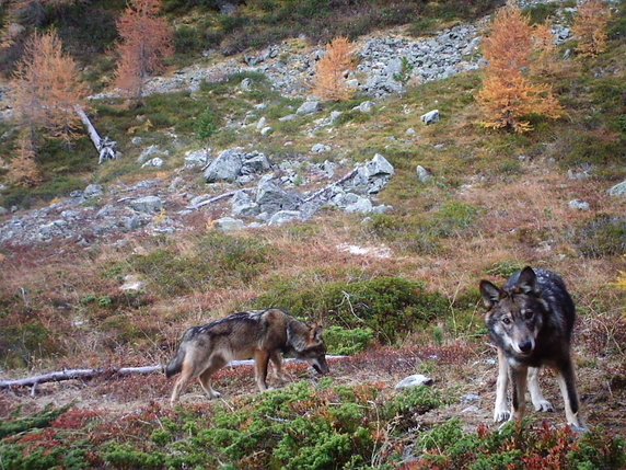 Aucune hybridation n'a été constatée dans les trois meutes de loups présentes en Suisse, comme ici celle d'Augstbord, dans le Haut-Valais (archives). © KEYSTONE/GRUPPE WOLF SCHWEIZ GWS