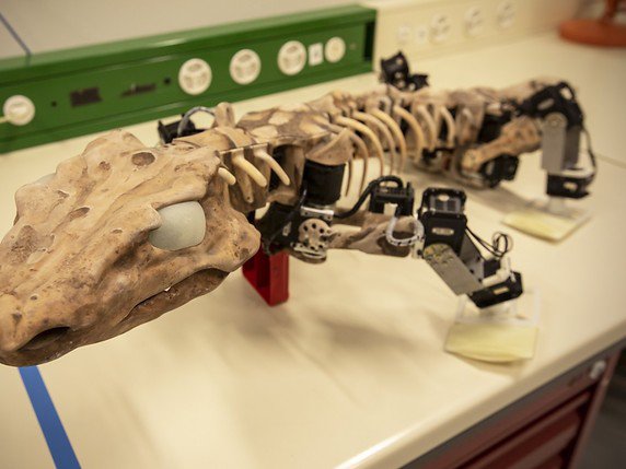 Situé entre les amphibiens et les reptiles ou les mammifères, Orobates pabsti vivait il y a 300 millions d'années. Les scientifiques ont développé un robot capable de reproduire sa démarche. © EPFL