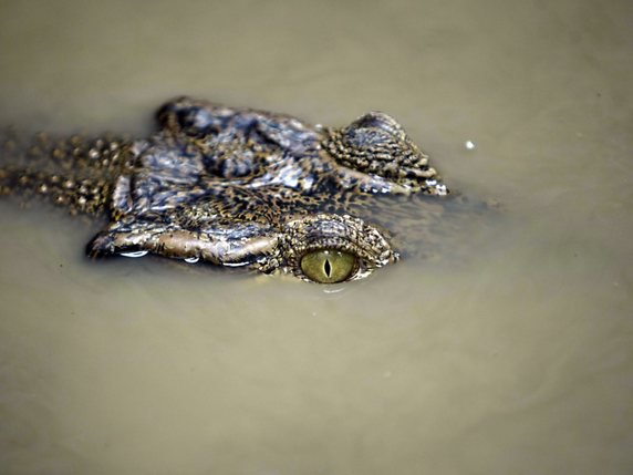 L'archipel indonésien abrite toutes sortes d'animaux exotiques dont plusieurs espèces de crocodiles qui s'en prennent régulièrement aux humains (archives). © KEYSTONE/EPA/HOTLI SIMANJUNTAK