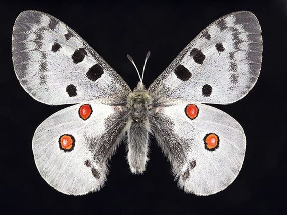 Les collections d’insectes (ici l’Apollon Parnassius apollo) ne servent pas seulement à documenter la
biodiversité, mais permettent de retracer les aires de distribution anciennes et actuelles, de
comprendre l’évolution des populations, et donc d’estimer les risques encourus par une espèce. © Michel Sartori/Musée cantonal de zoologie Lausanne