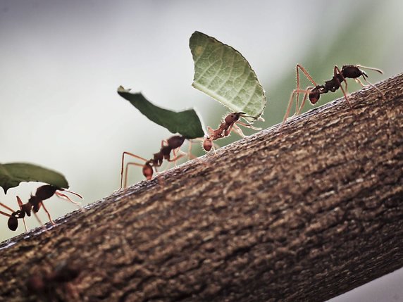 Chaque colonie de fourmis peut déblayer jusqu'à trois kilomètres de sentiers par an, afin de rapporter la nourriture (archives). © KEYSTONE/EPA/FRANK RUMPENHORST