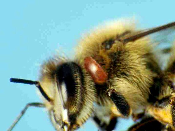 Le parasite varroa s’installe sur les abeilles (ici derrière l'oeil, en brun), les affaiblit et finit par les tuer (archives). © KEYSTONE/AP/PHIL SANDLIN