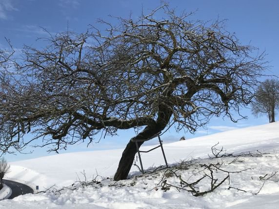 Le cognassier de Gyrenbad, près de Thurbenthal (ZH), est un exemplaire unique, selon l'inventaire réalisé en 2017 et 2018. © Fructus